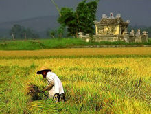 Rice field Mekong Delta(1).jpg